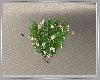 Summer Bush