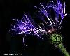 Purple Fairy Flower