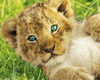 Baby Lion 