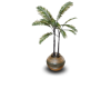 Pot Plant 1