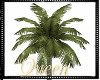 !Q Animated Single Palm