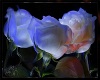 Picture Of Roses 
