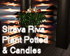 Sireva  Plant & Candle