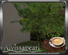 Coffee Spot Tree 1