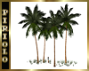 Tropical Coconut Palms