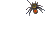 Friendly Spider