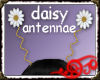 *Jo* Daisy Antennae