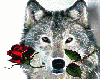 Wolf red rose