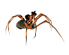 Ani Halloween Spider