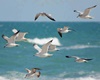 Seagulls (R)