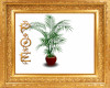 Kentia (howea) palm