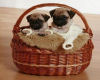 Pugs in basket