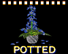 Potted Plumeria Plant