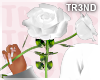 ᵀ White Rose & Pose