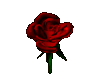 Twirling Rose
