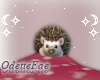 Little ✧ Hedgehog