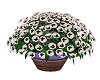 Flower Pot of Pansies