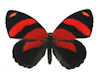 Red Butterflys 3
