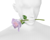 Iridescent Pastel Rose