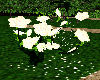 White Rose Swing 2