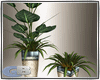 plant set modern