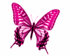 *114 Butterfly