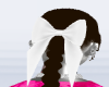 pony