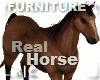 <Ja>Horse Real Furniture