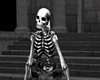 Animated crypt skeletons