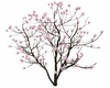 C* magnolia tree