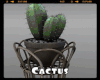 *Cactus