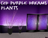 CZD Purple Dreams Plants