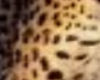 Jungle Cheetah wall pic