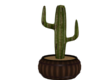 Cactus in a barrel