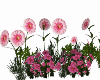 Garden Flowers