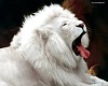 lion pic 3