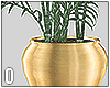 Gold Plant