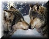 Real Wolf Picture