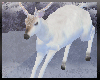 KYH |Winter deer white