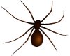 Ani Creepy Brown Spider
