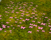 wedding butterfly path