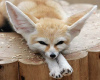 [Gel] Fennec Fox sticker