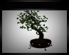 A^Bonsai Tree