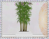 Mandala Bamboo Plant