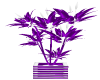 BL Purple Exotic Plant