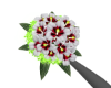 Hibiscus Bou + Pose 5