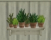 Wall shelf of plants