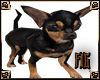Real Chihuahua HD*