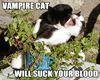 vampire cat