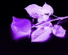 Purple Valentine Rose